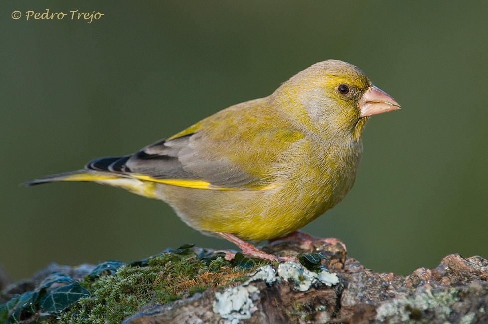 Verderon común (Carduelis chloris)